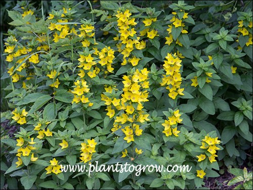 These were growing in a part sun site.  They are descendants of Lysimachia Alexander that reverted back.